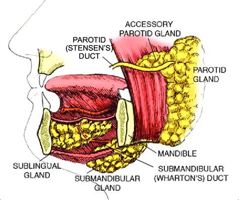 The Three Major Paired Salivary Glands Include The Parotid