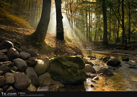 35 Mystical Forest Wallpaper On Wallpapersafari