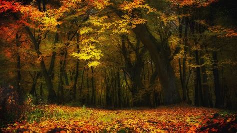 1089988 Sunlight Trees Landscape Colorful Forest Fall Leaves