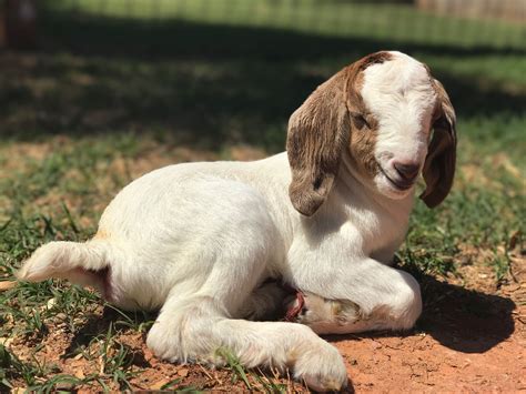 Baby Boer Goat From Smith Show Goats Boer Goats Baby Goats Show Goats