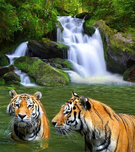 Siberian Tiger Waterfall Stock Photos Free And Royalty Free Stock