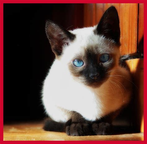 Top 20 Cutest Cat Breeds Amo Images Amo Images