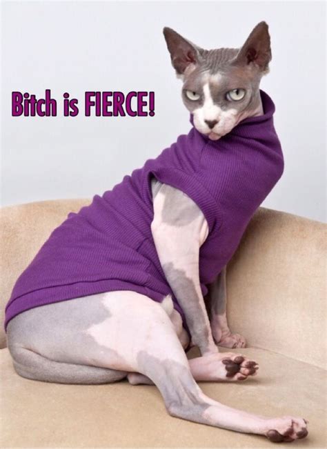 Pin By Marlana Fury On Memes ~ Beautiful Sphynx Cat Hairless Cat