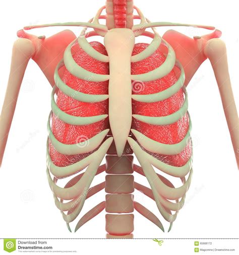 Få 12.000 sekund stockvideoklipp på human chest, ribs and lungs. Human Skeleton with Lungs stock illustration. Illustration ...