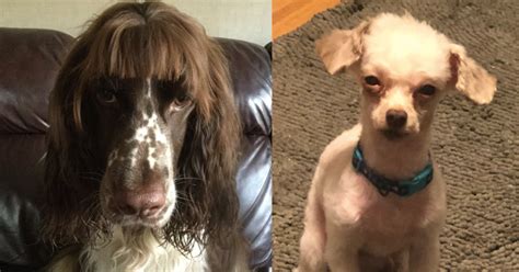 20 Dog Quarantine Haircut Fails You Cant Help But Laugh At
