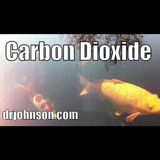In carbon dioxide, the carbon has a much higher oxidation state (formally, $+4$ vs. Why Carbon Dioxide is a "Thing" in Fish Medicine and Their ...