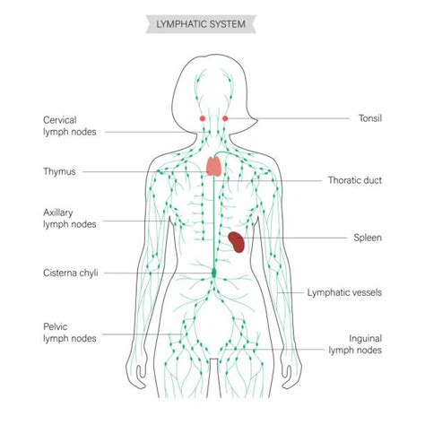4300 Lymphatic System Illustrations Royalty Free Vector Graphics