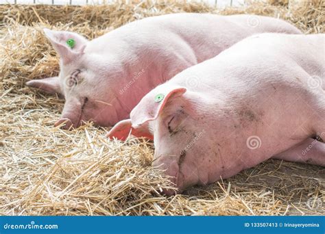 Two Fat Pink Pigs Sleep On Hay And Straw At Pig Breeding Farm Stock