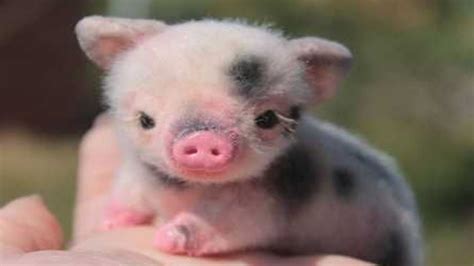 Admire These Cutest Newborn Animals In Stunning Photos And Videos