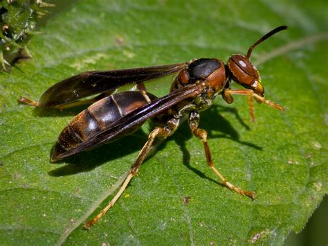 Noticeable Rise In Nh Wasps This Spring Explained — Monadnock Pest