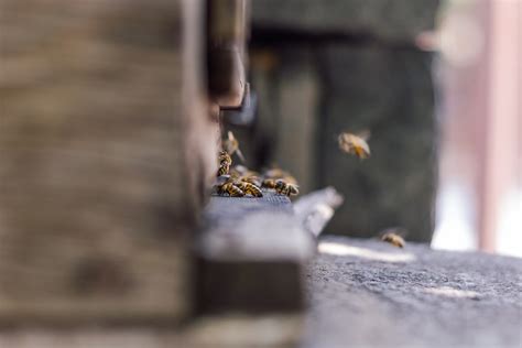 Czy hodowanie pszczół jest łatwe Przychodnia zwierzak