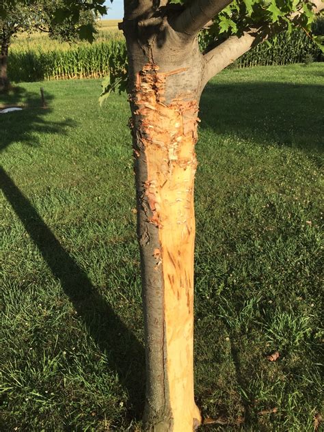Maple Tree Bark Damage Ask Extension