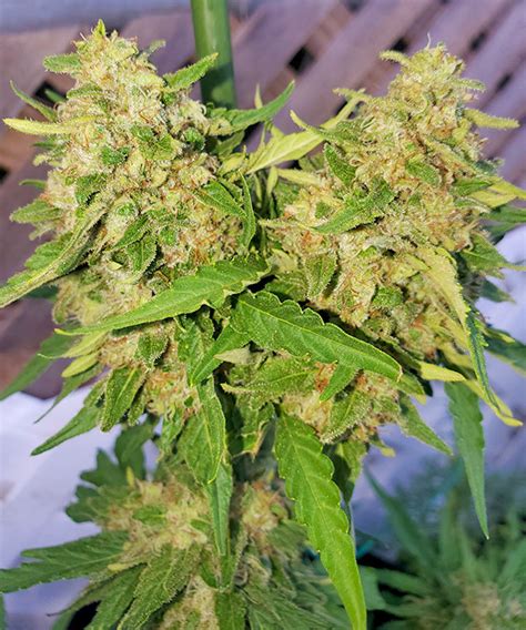 Gwe Ready To Harvest Cannabis Picture Gallery 😲📸🌳🤳