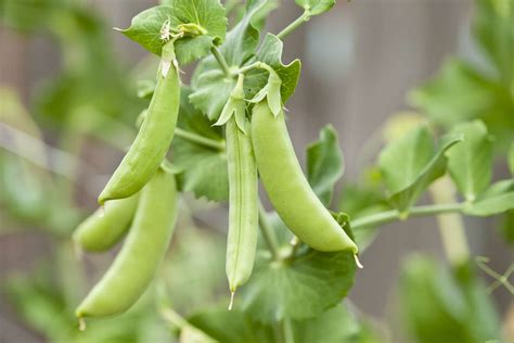 How To Grow And Care For Snap Peas