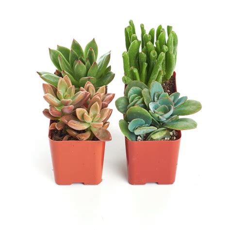 Home Botanicals Assorted Succulent Collection Of 4