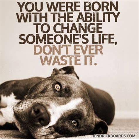 162 Best Pitbull Quotes Images On Pinterest