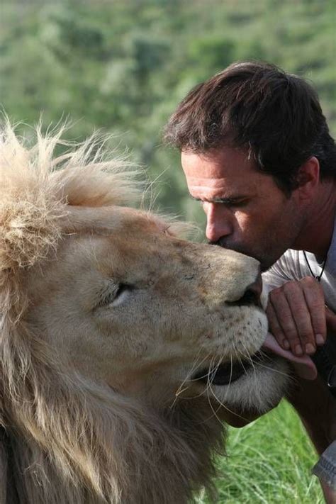 In the 1970s, zoologists from the university of tennessee and the knoxville zoological park gave catnip and smooth rocks sprayed with catnip extract to 33 of the park's big cats to see what they'd do. Man Serenades 350-Pound Lions With Love | Kevin richardson ...