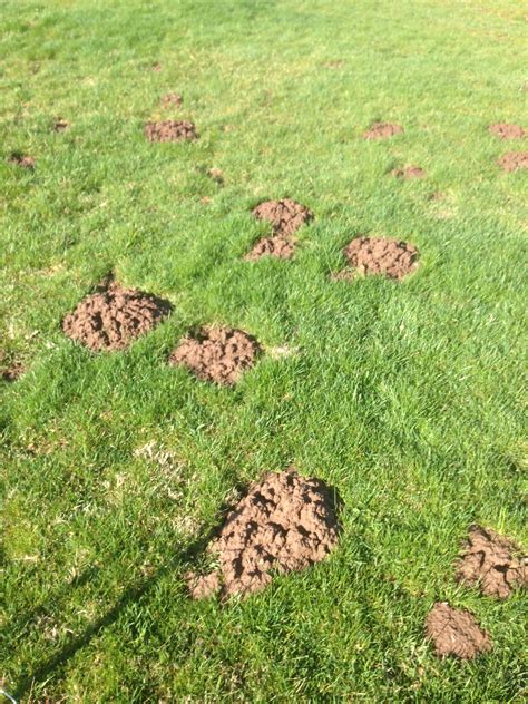 Odd Yard Holes And Dirt Mounds Ask An Expert