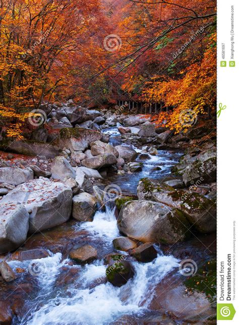 Stream Acrossing Golden Fall Forest Stock Image Image Of Colorful