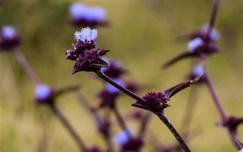Flower in kaduna 03.jpg 3,120 × 4,160; 20 Commonly Grown Flowers in Nigeria • Connect Nigeria