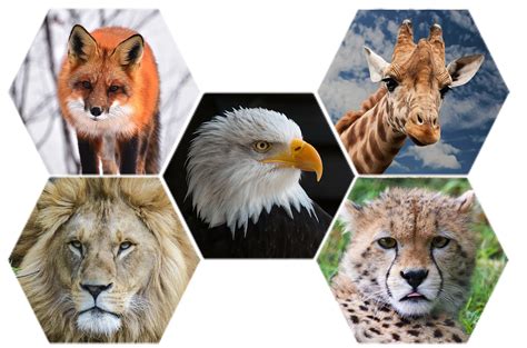 Cute Wild Animal Png Transparent Cute Wild Animalpng Images Pluspng