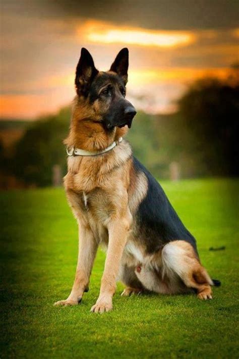 547 Best Beautiful German Shepherd Images On Pinterest