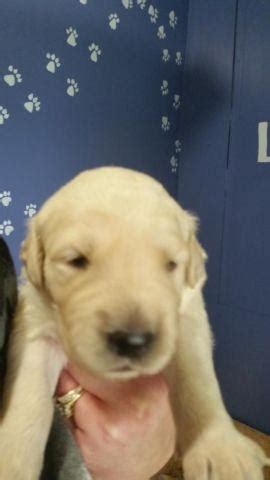 Purebred puppies for sale near me. Golden Retriever Puppies Part English Cream for Sale in ...