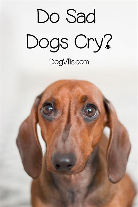 Do Sad Dogs Cry Dogvills