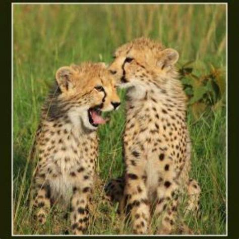 Baby Cheetahs Cheetah Cubs Wild Cats Cute Animals
