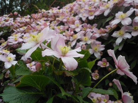 Sie ist die ungekrönte königin der kletterpflanzen. Clematis montana "Rubens" | Clematis montana, Clematis ...