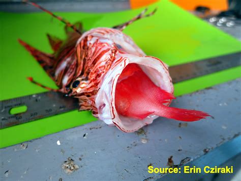 Why Are Lionfish A Problem Are Lionfish So Bad They Are Dangerous