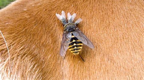 Horse Flies How To Avoid Them Plus How To Treat Horse Fly Bites