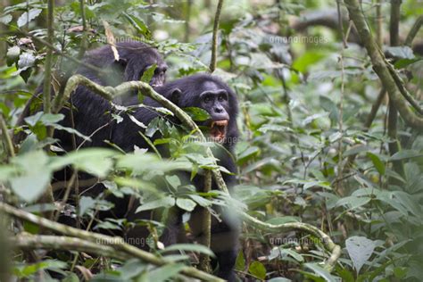 Chimpanzee Pan Troglodytes Aggressive Behavior S 32243007413 の写真素材