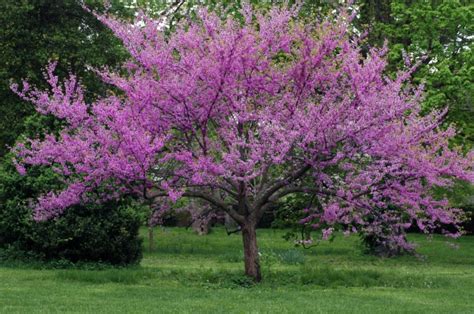 25 Longest Blooming Trees And Shrubs For Your Garden Diy And Crafts
