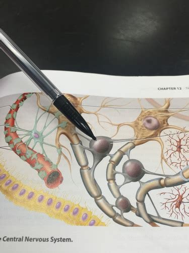 Anatomy Practical 2 Flashcards Quizlet