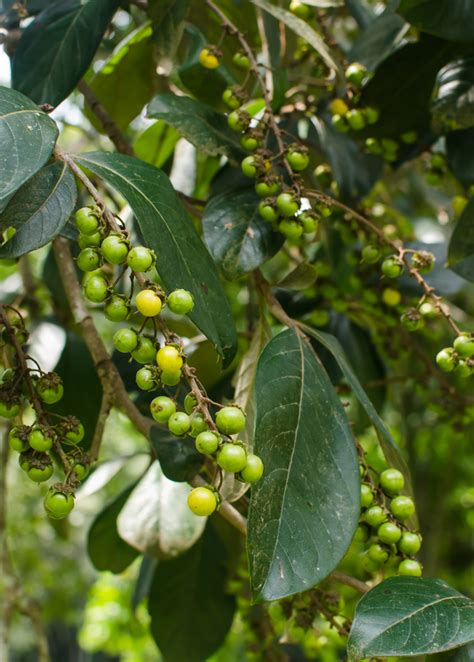 Nance Fruit Tree Byrsonima Crassifolia Tropical Fruit Sow Exotic