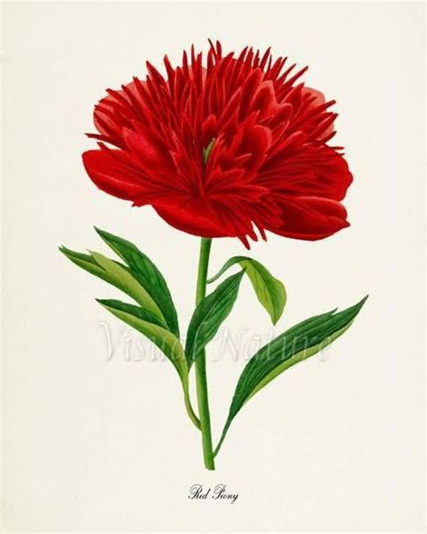 Red Peony Flower Art Print Peony Botanical Art Print Flower Peony Art