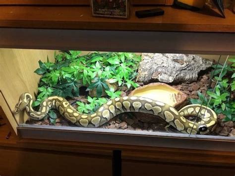 How To Set Up The Ball Python Enclosure Tank Pets And Animals