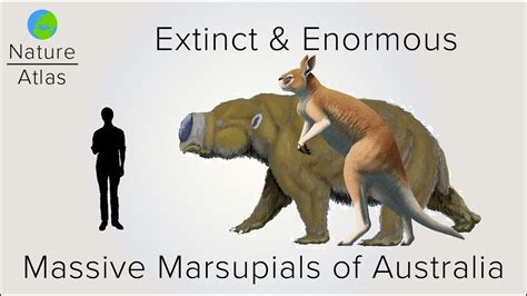 Extinct And Enormous The Massive Marsupials Of Australia Youtube