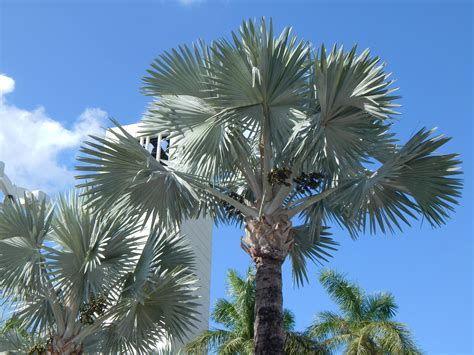 Fan Palm Tree Palm Tree
