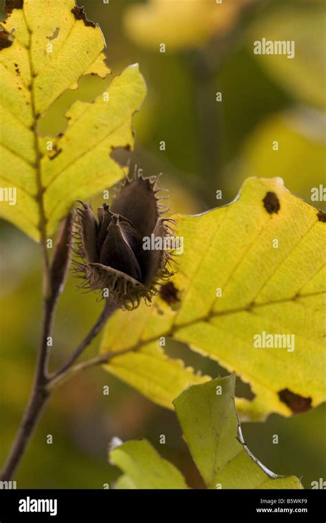 Common Beech Leaves Fagus Sylvatica Stock Photo Alamy
