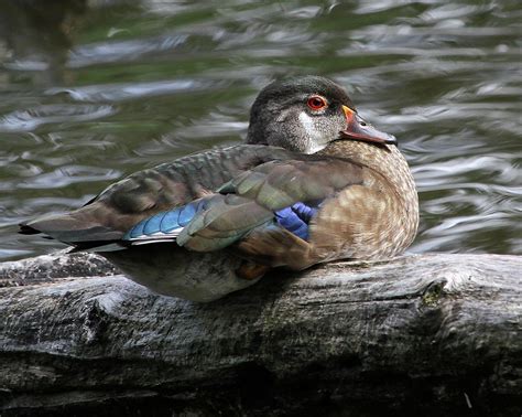 Young Male Wood Duck Photograph By Doris Potter Fine Art America
