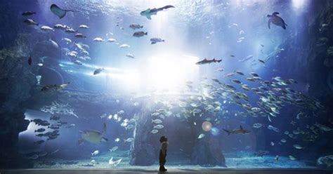 Best Aquariums In Korea Explore The Undersea World Trazy Blog