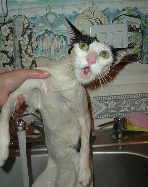 Just 20 Funny Wet Cats Who Were Traumatized By Baths I Can Has