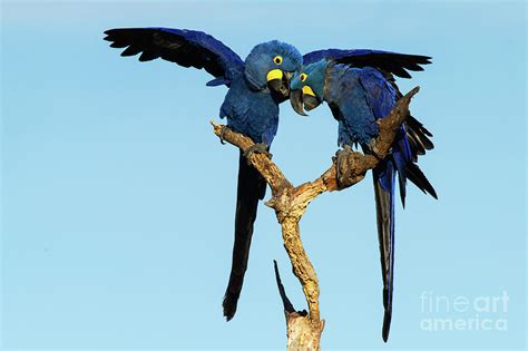 Hyacinth Macaws In Mating Behaviour Photograph By Robert Goodell
