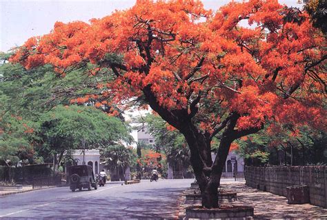 Shipped directly to your door. Blossoms of Bangalore: Bouquet Unstringed