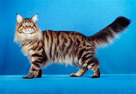 Brown Classic Tabby From Stormytown Maine Coons Maine