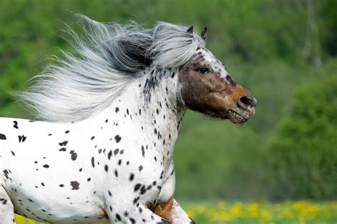 Images Of Appaloosa Horses