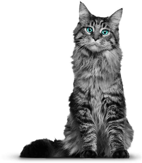 Maine Coon Whiskers Domestic Short Haired Cat Kitten Black Cat Cat