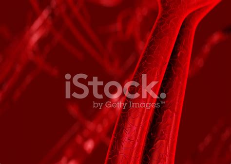 Vena Y La Arteria Illustracion Libre De Derechos Istock My Xxx Hot Girl